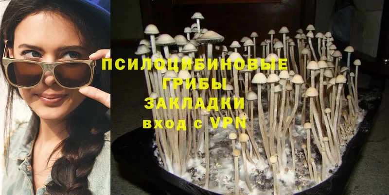 shop наркотические препараты  Курган  Псилоцибиновые грибы Cubensis 